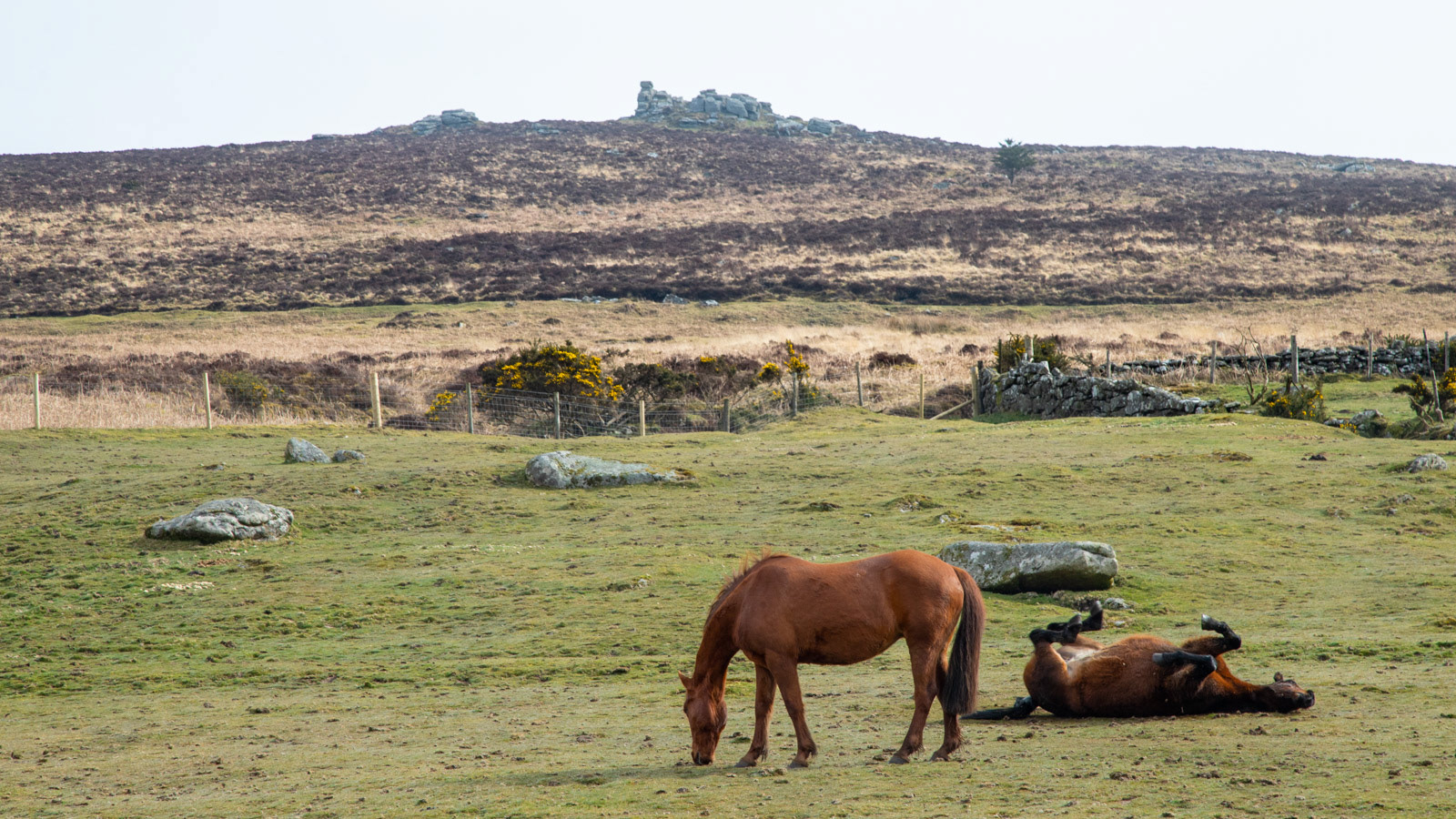 28th March 22: Ponies below Hookney Tor.