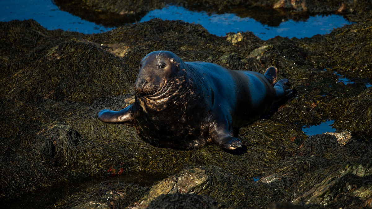 15th Oct: Image 3 - a male follows the mother.