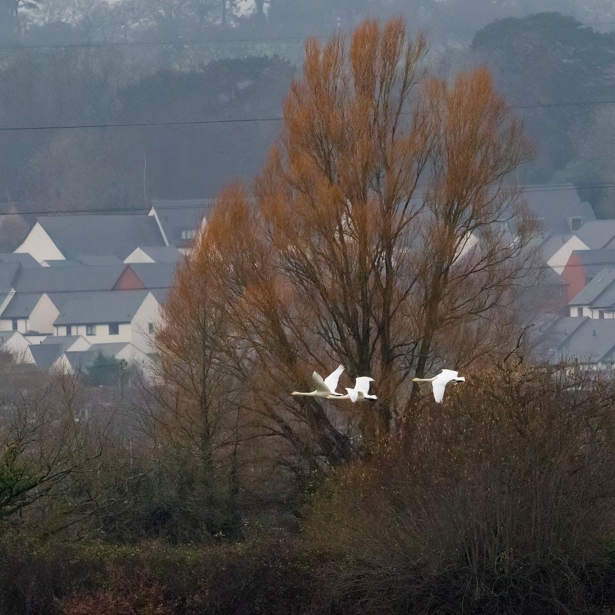 Whooper Swans - Exe Estuary