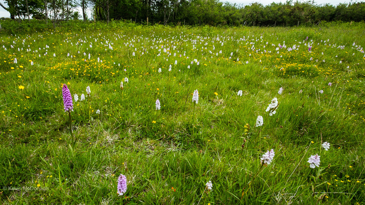 18 June 21: Pudsham Meadows