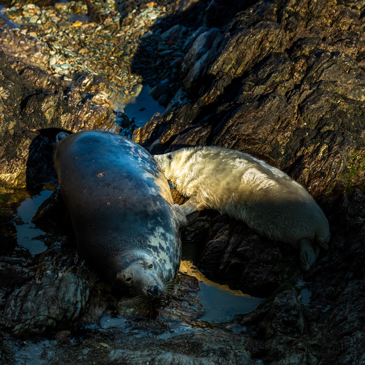 15th Oct: Image 8 - At last, little one can feed in peace.