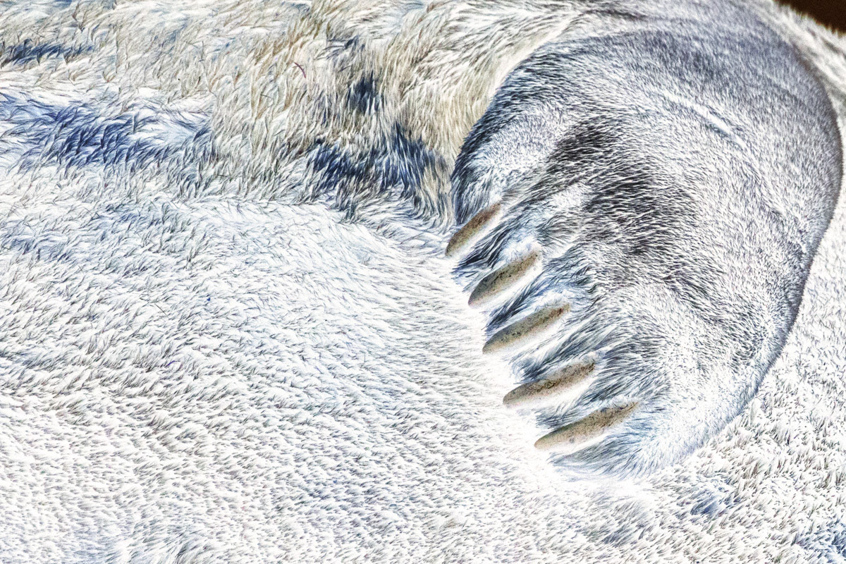9th Oct: Seal Paw Study -  from previous image