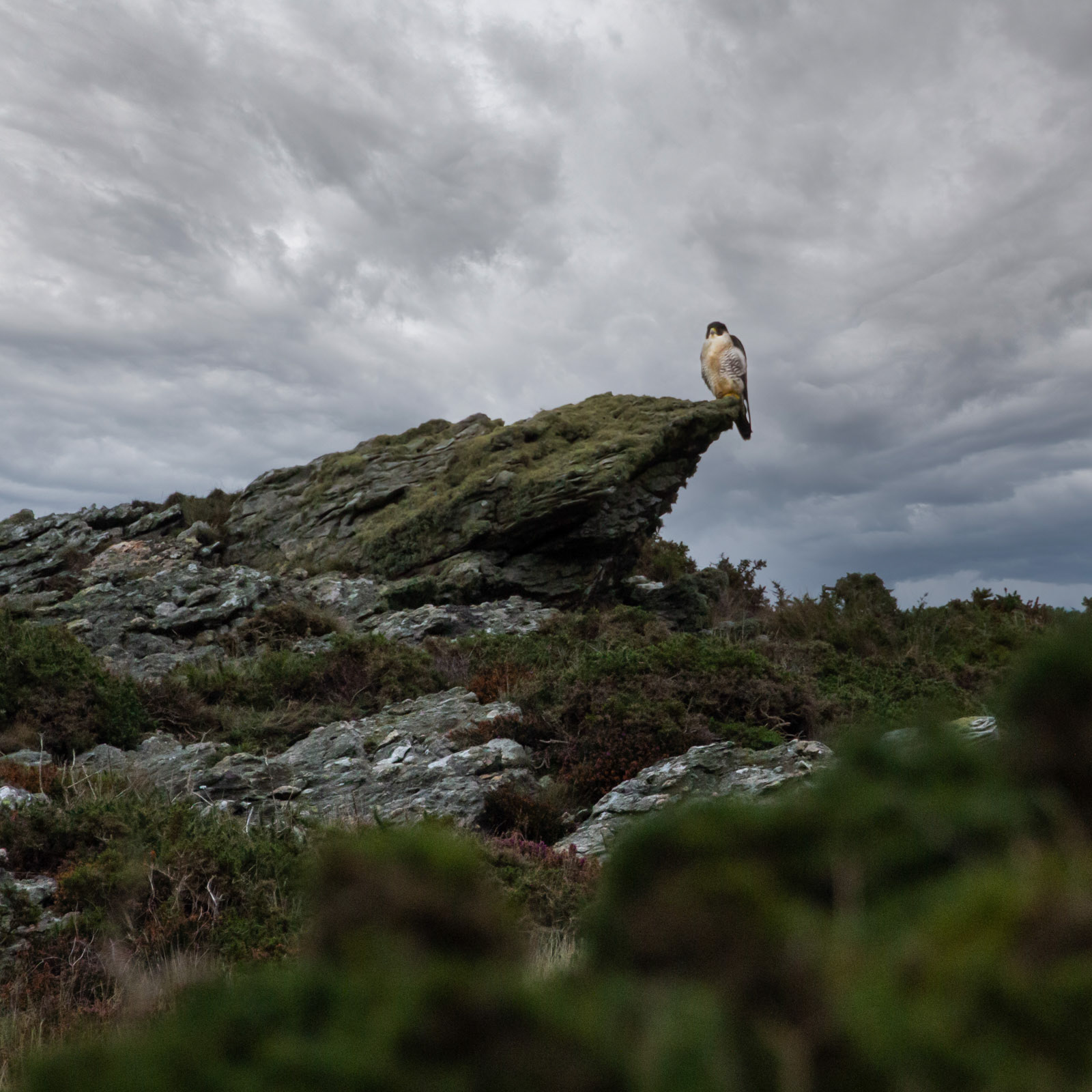 13th Oct: Peregrine Falcon on Mynnedd Ennlli
