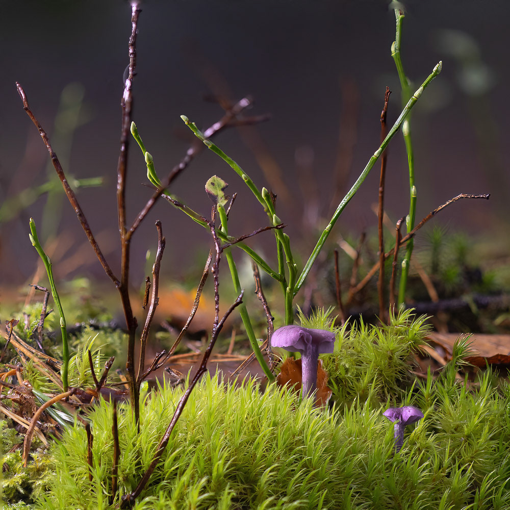 15 Oct 24: Castle Dyke Woods, Devon
