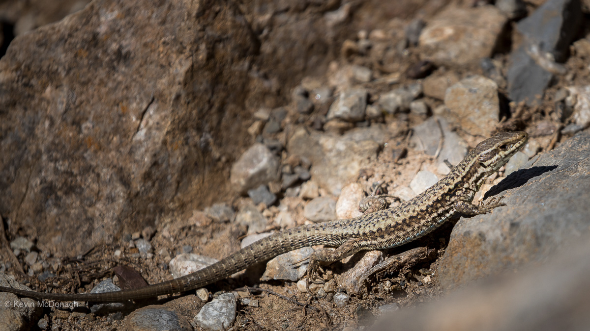 Wall Lizard, Fuente De, Spain