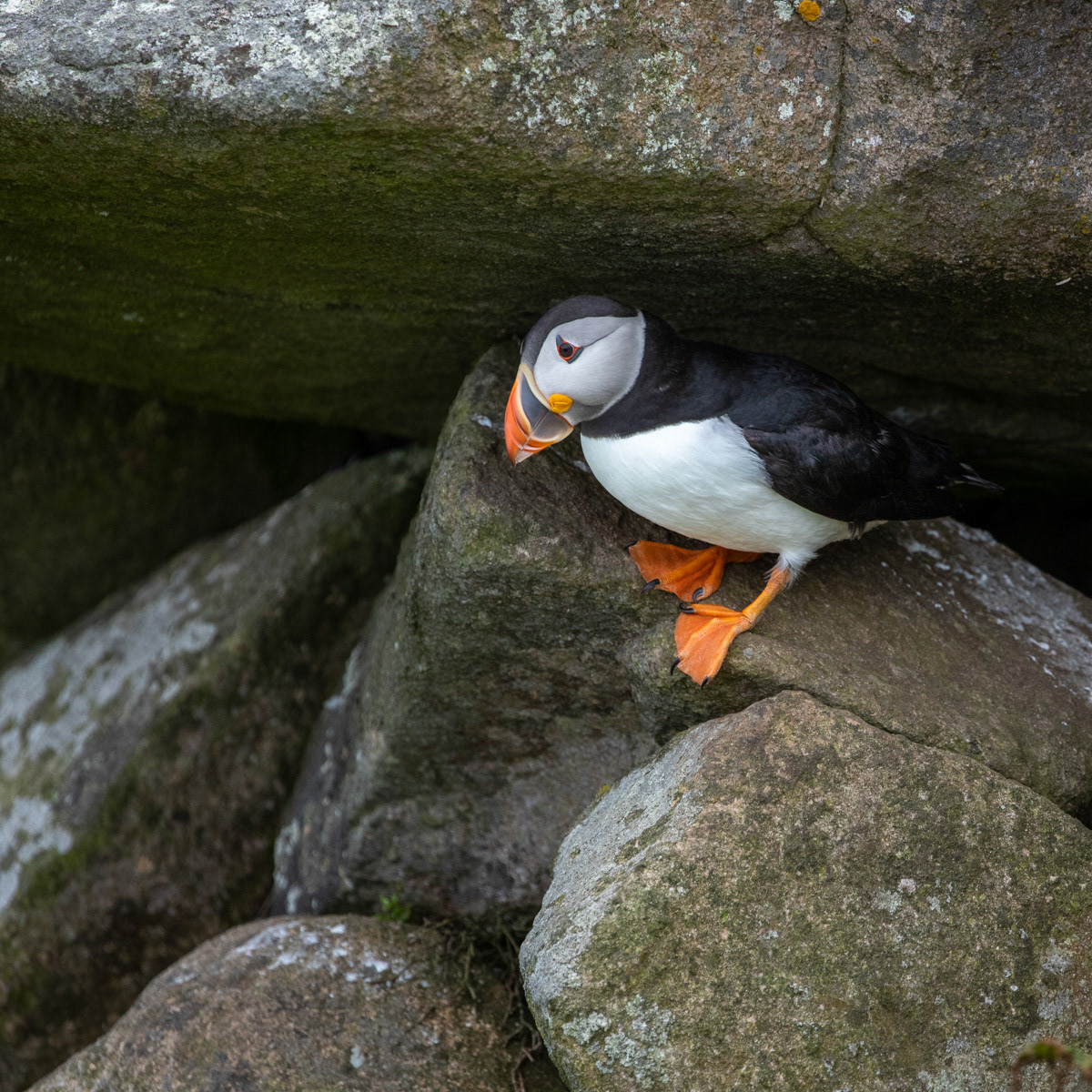 13th June 22: Saltee Islands - Puffin