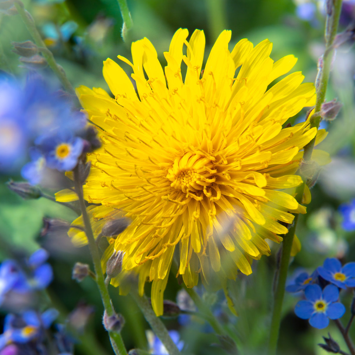 15 April 22: Forget me not and Dandelion