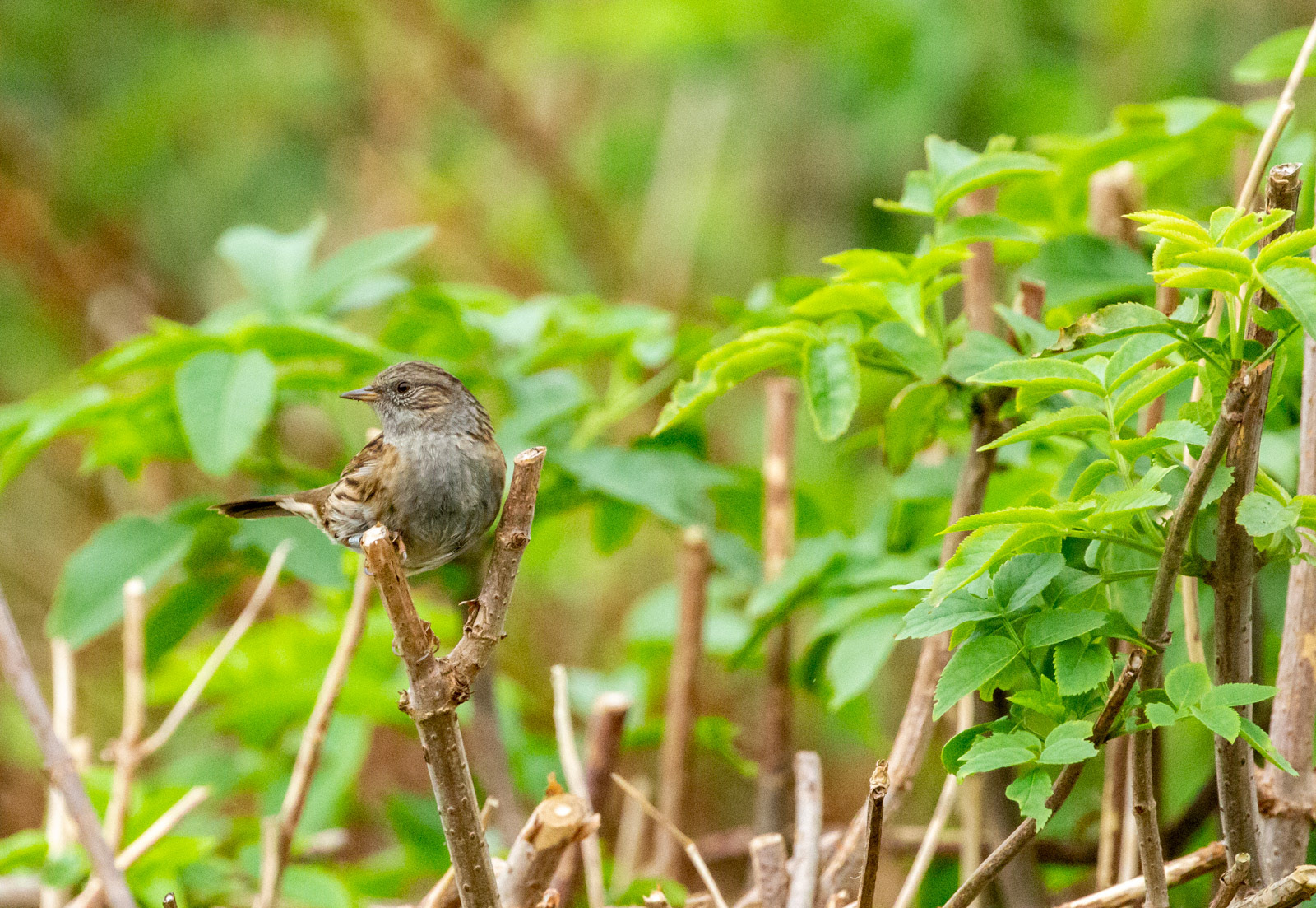 13th Oct: Dunnock