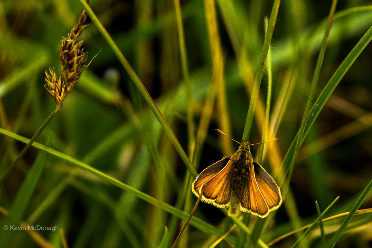 3 July 21 Green Hairstreak above Venford Reservoir