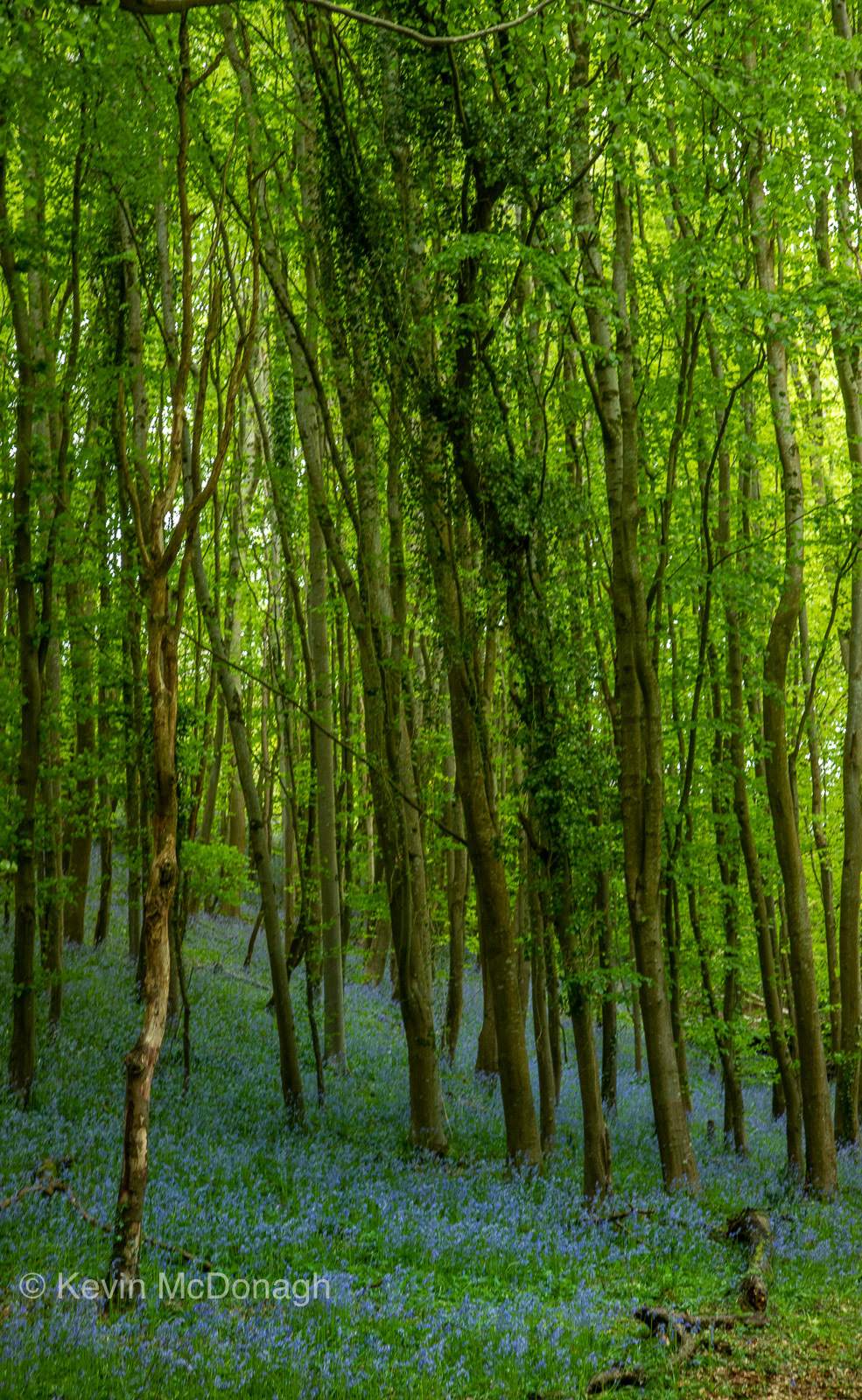 12 May 21: Bluebell Wood, Happy Valley, Bishopsteignton