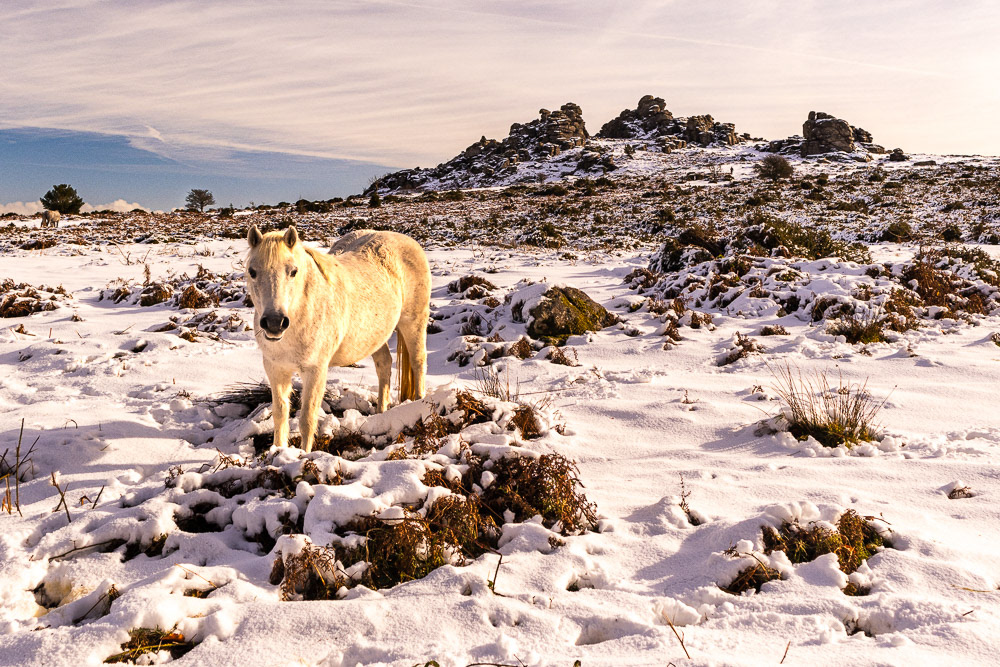 24 Nov 2024: Dartmoor Pony at Houndtor