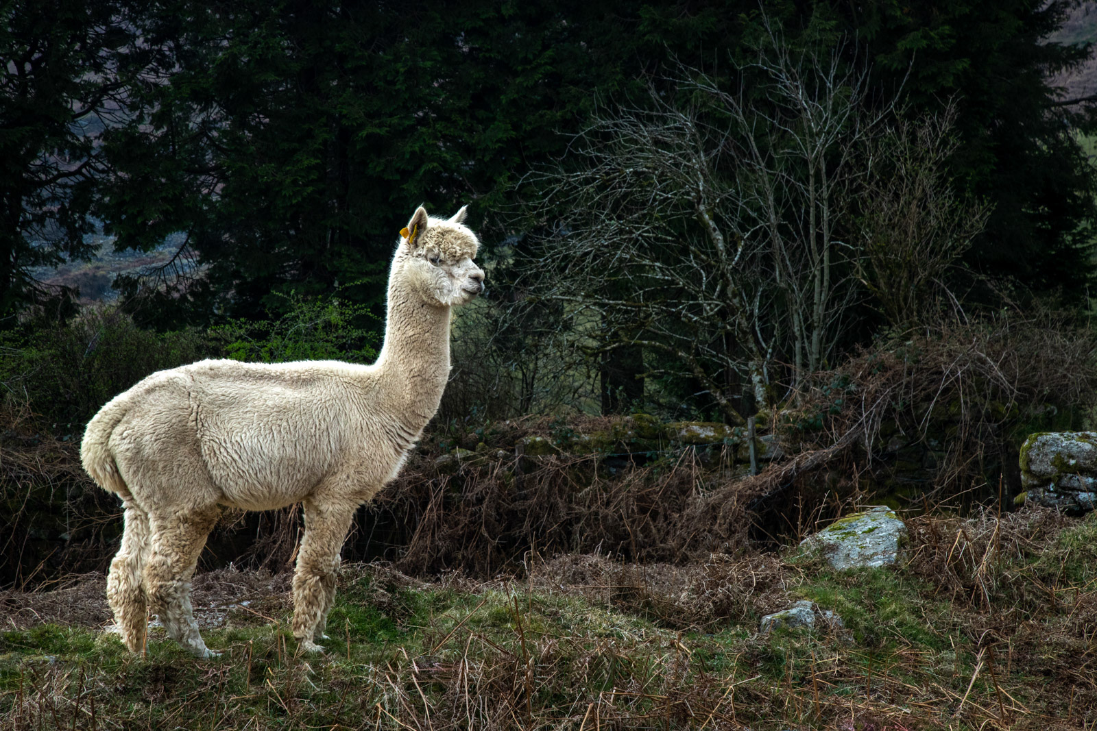 28th March 22: Al Paca