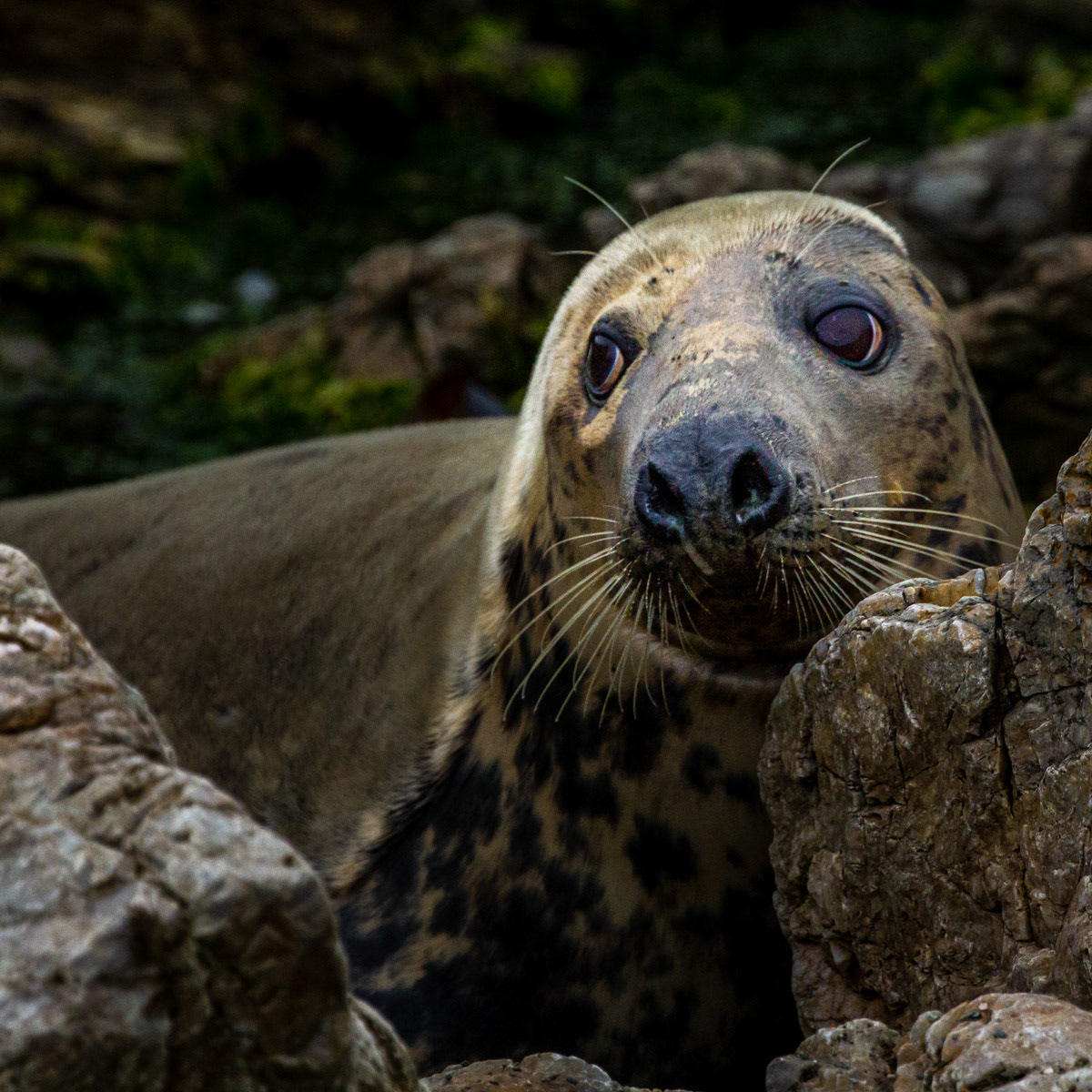 9th Oct: Mum keeping an eye on her pup in previous image.