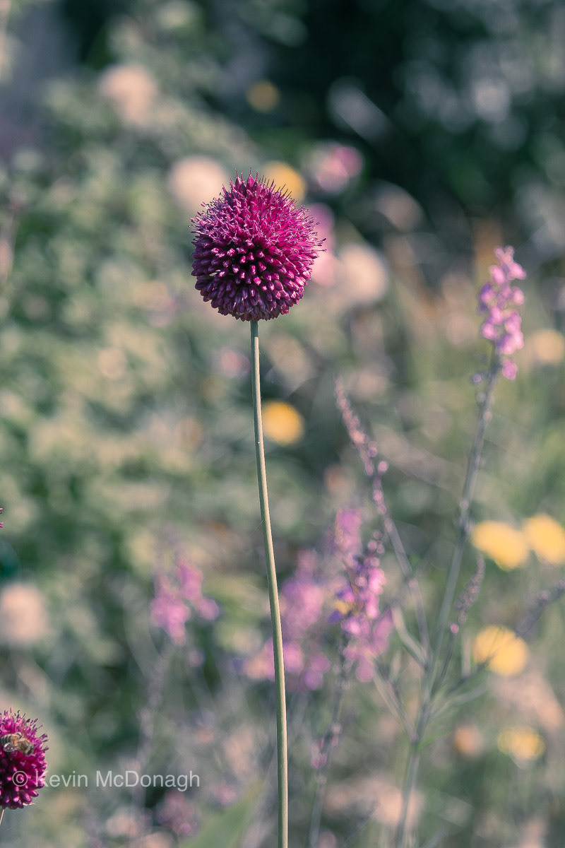 20 July 21:  Alium - back garden