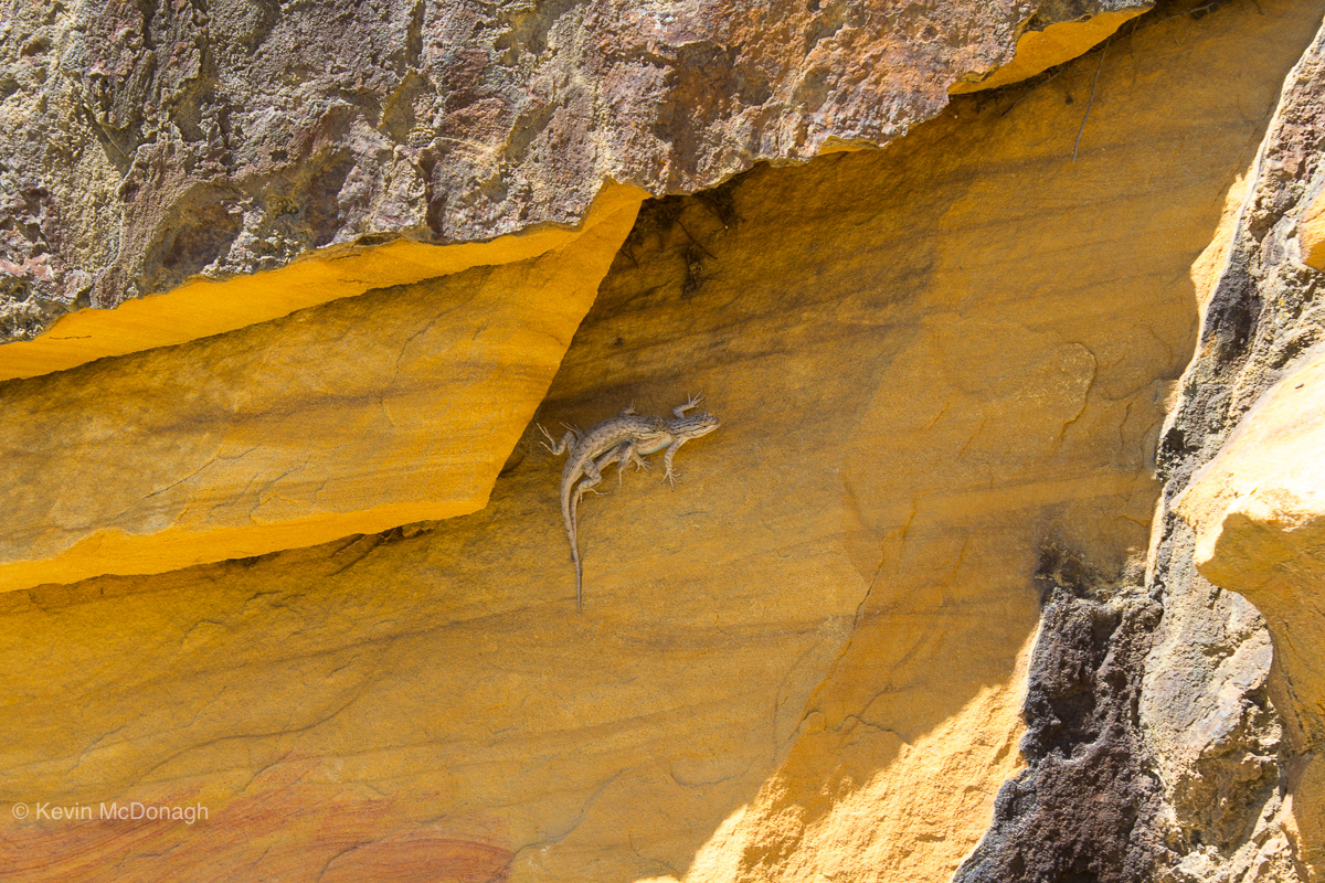 Geckos in Zion Canyon, Utah