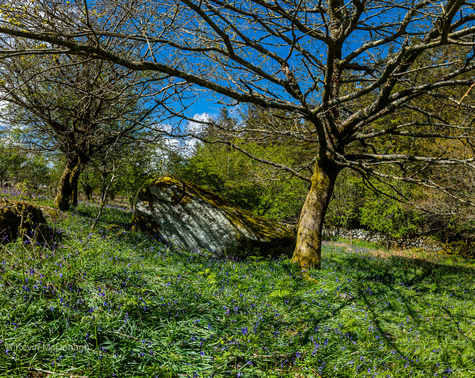 22 May 21: Easdon Tor Bluebells, Dartmoor