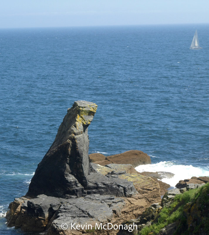 The LizThe Lizardard