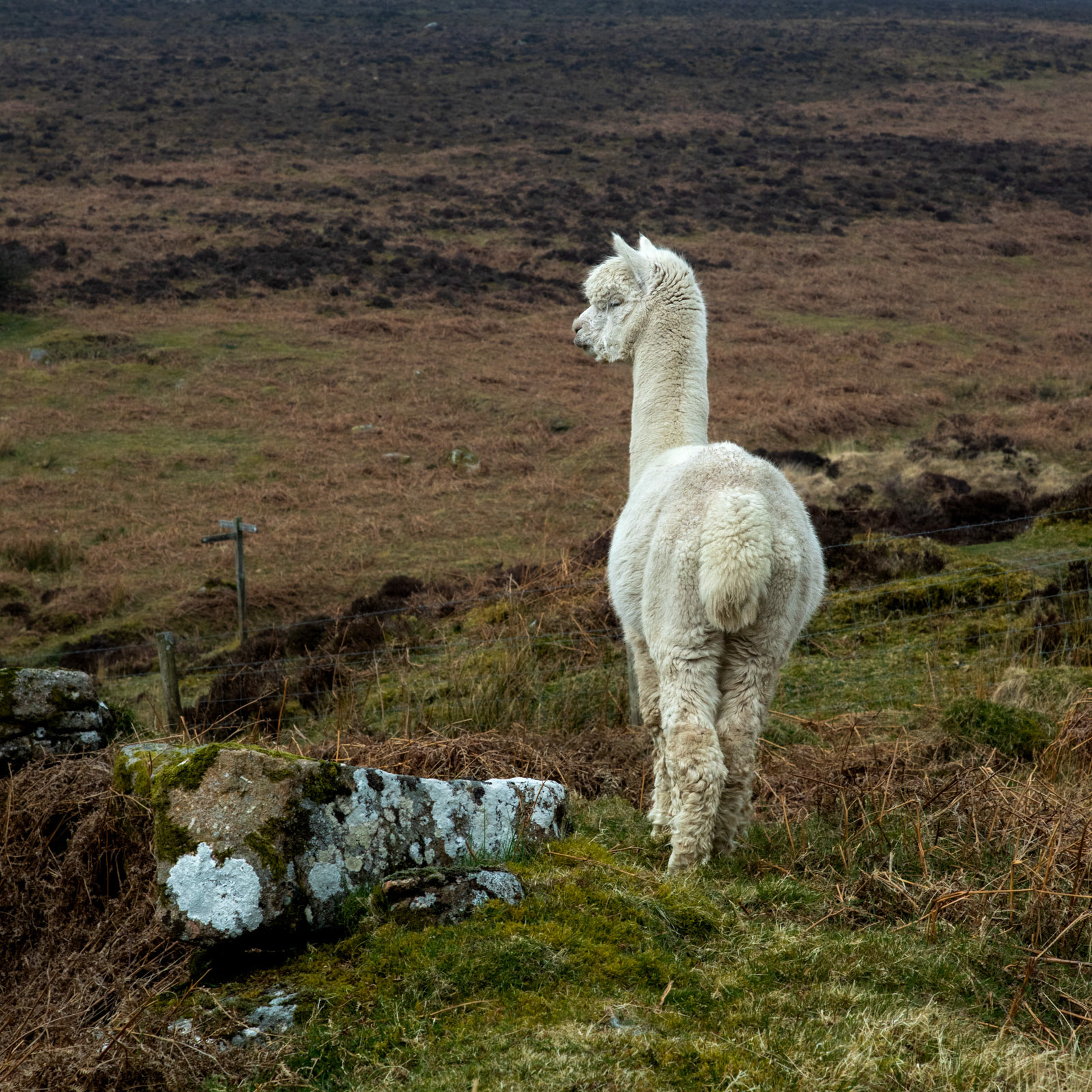 28th March 22: Al Paca