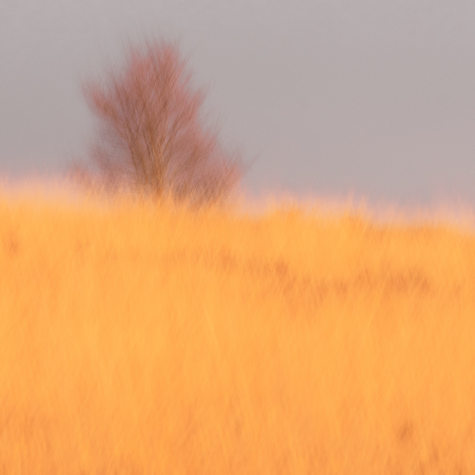14 jan 25 Tree on Little Haldon
