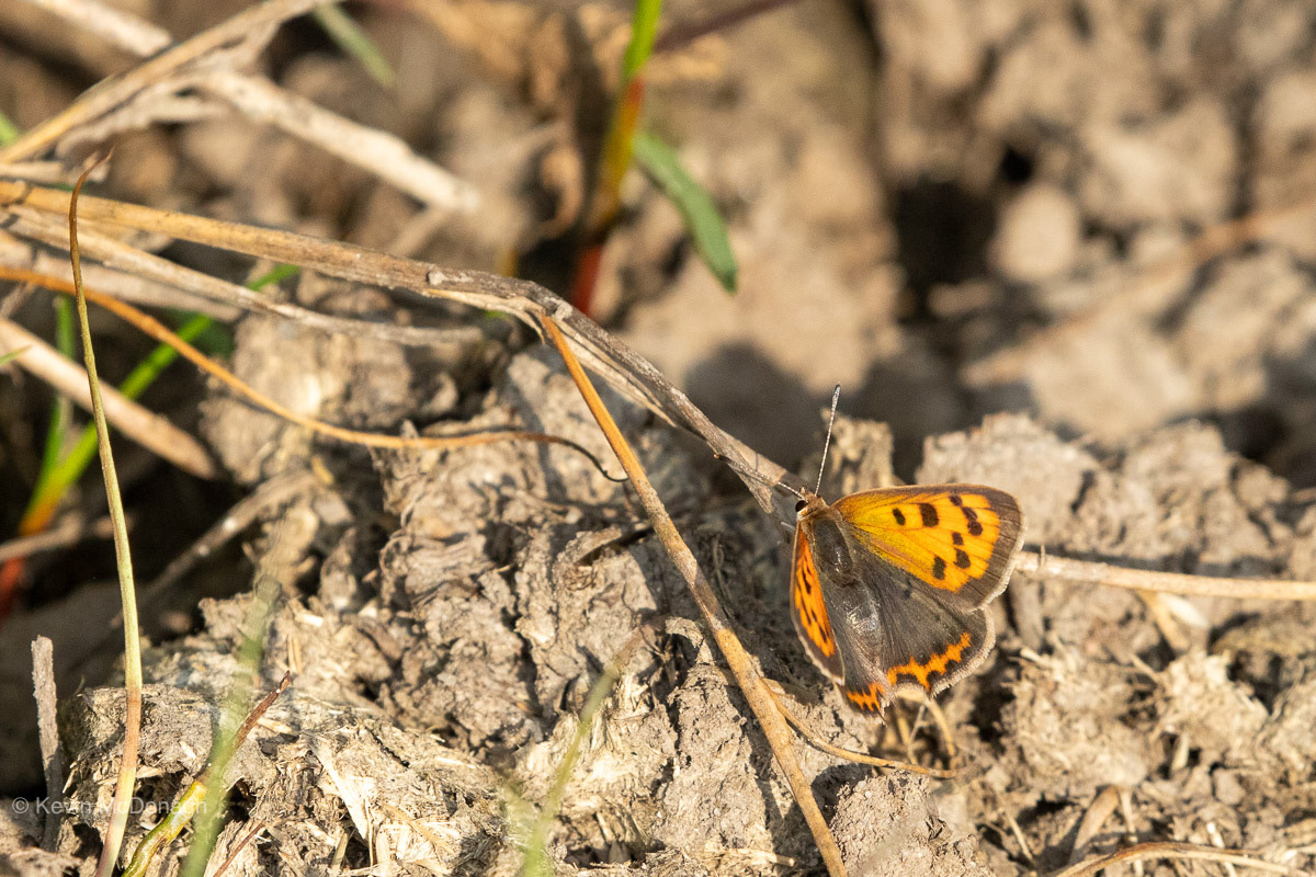 22nd July 21: Samll Copper at Teigngrace Meadows, Devon