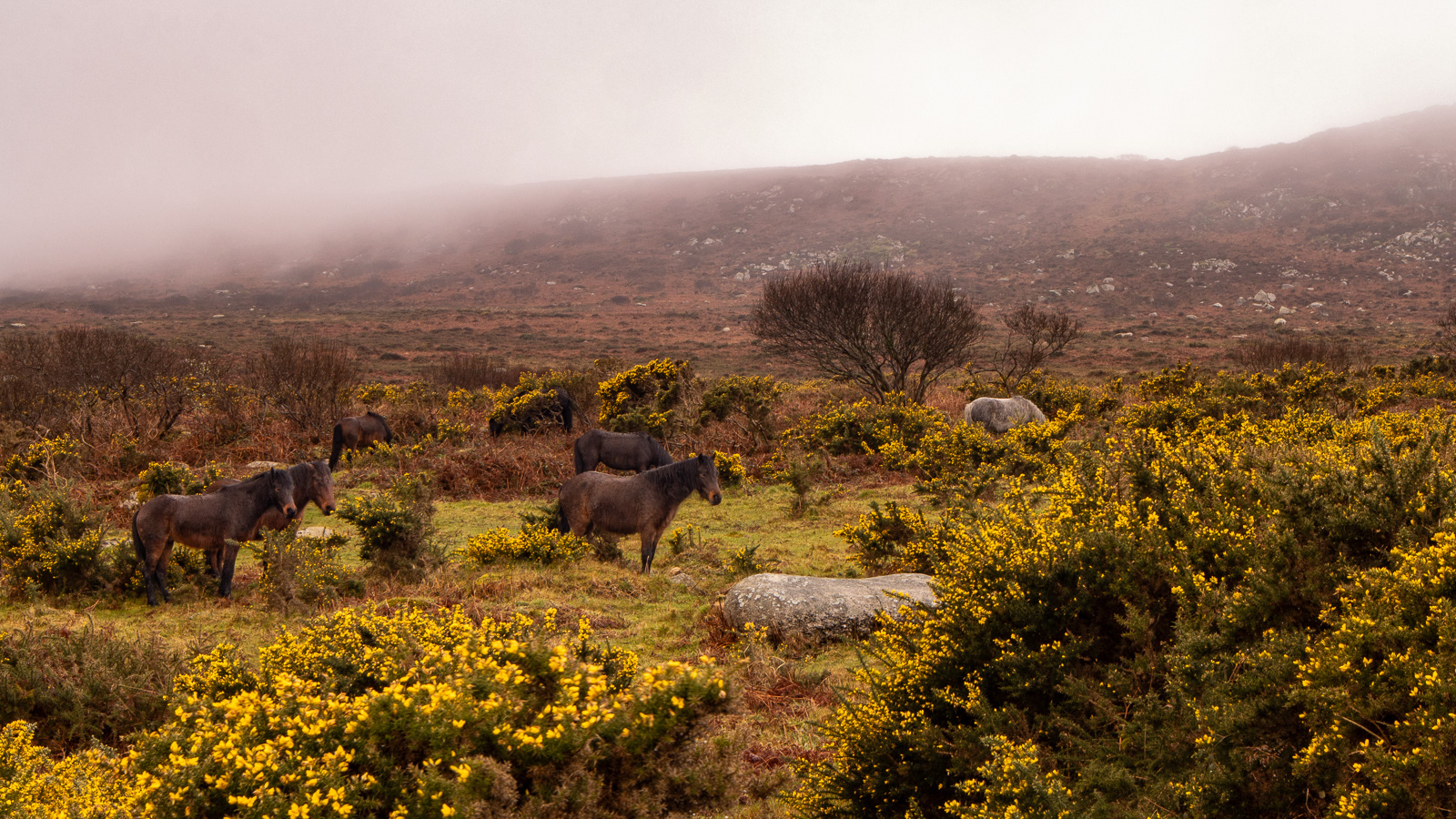 6 Mar 24 - White Downs, Porthmeor, Cornwall