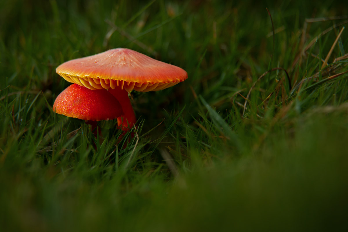 27 Oct 22: Dartmoor - Scarlet Waxcap