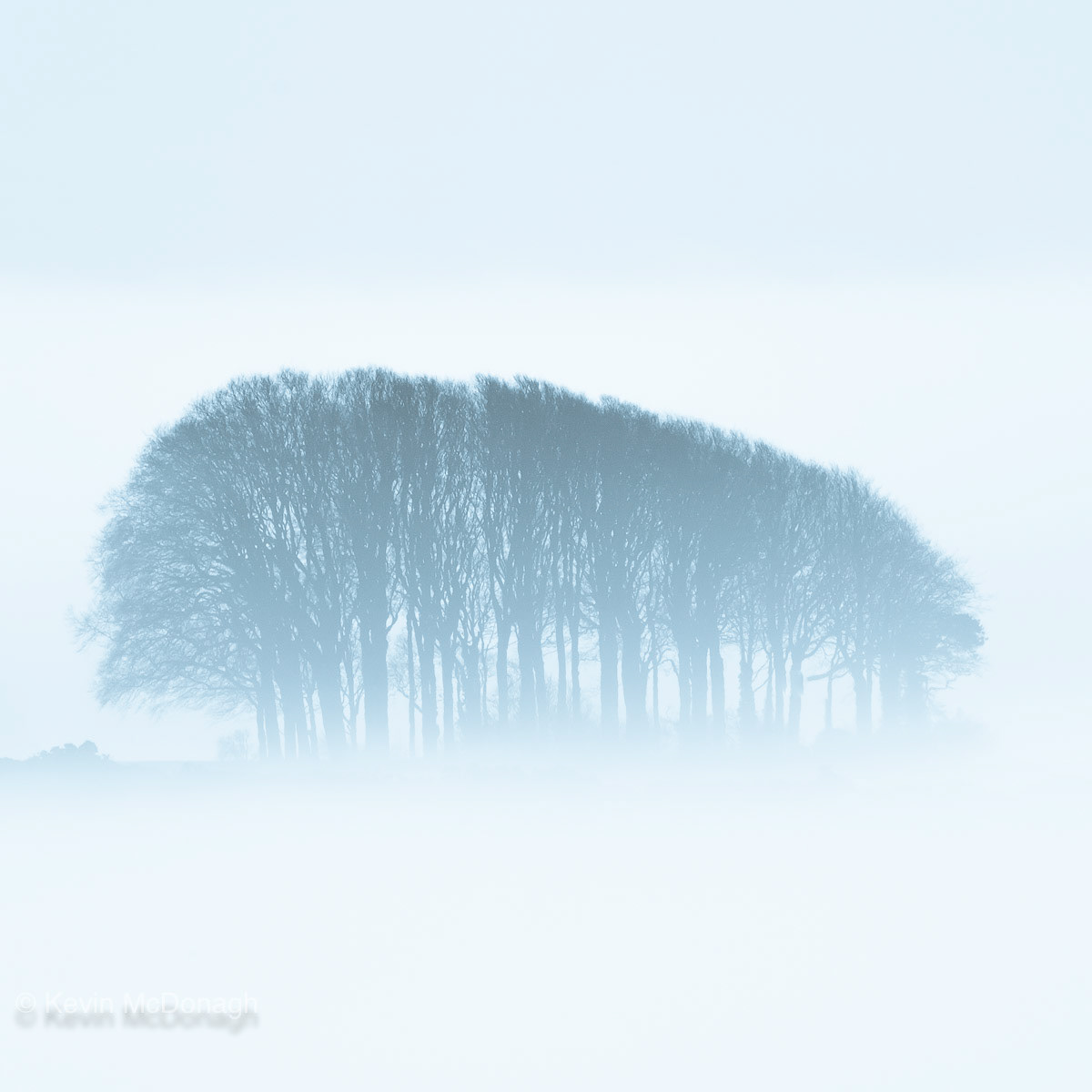 Beech Trees, Dorset