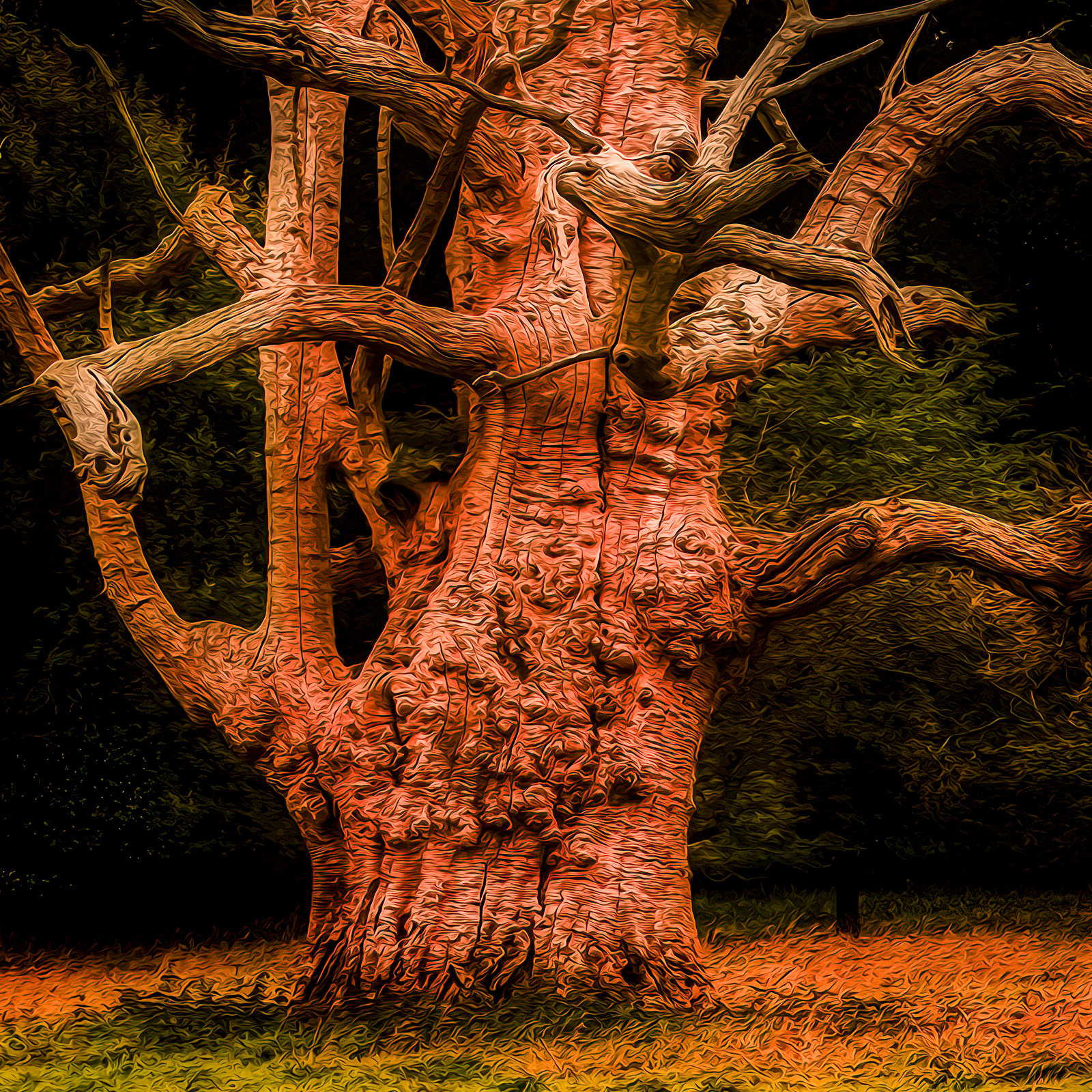 Ancient Oak Tree, NT Knightshayes