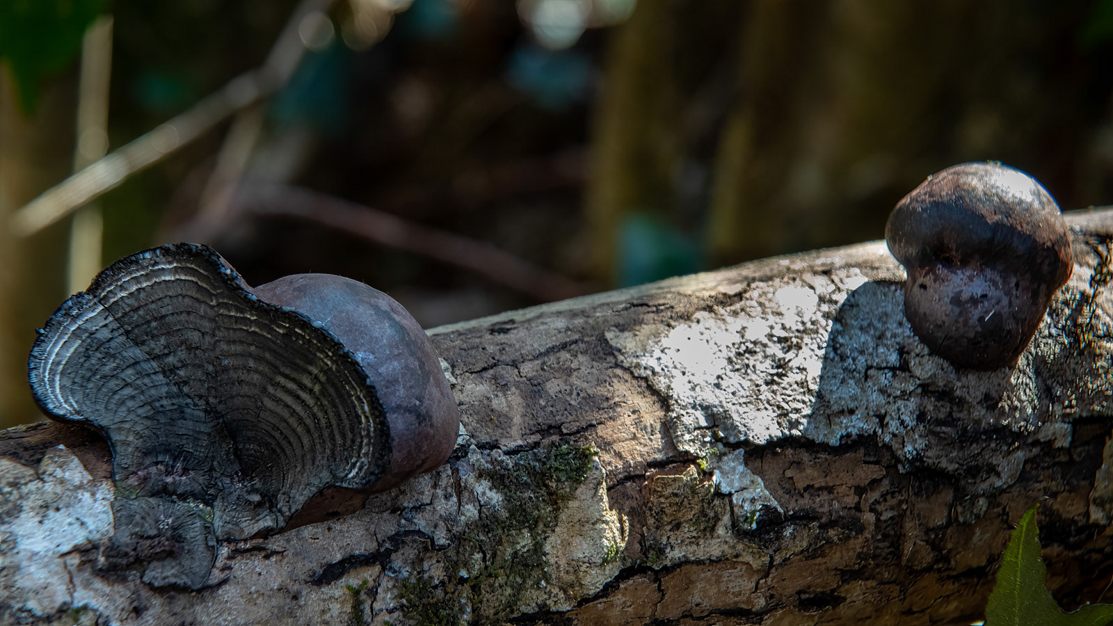 27 Mar 22: King Alfred's Cakes, Dunsford Wood, Devon