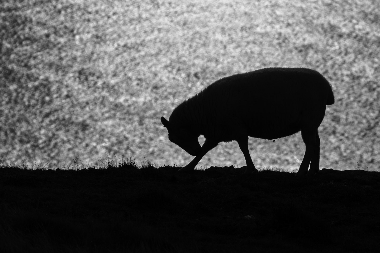 11th Oct: Taking a Bow - from the top of Mynnedd Enlli