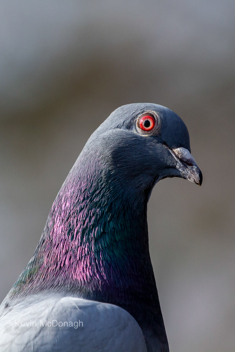 Woodpigeon