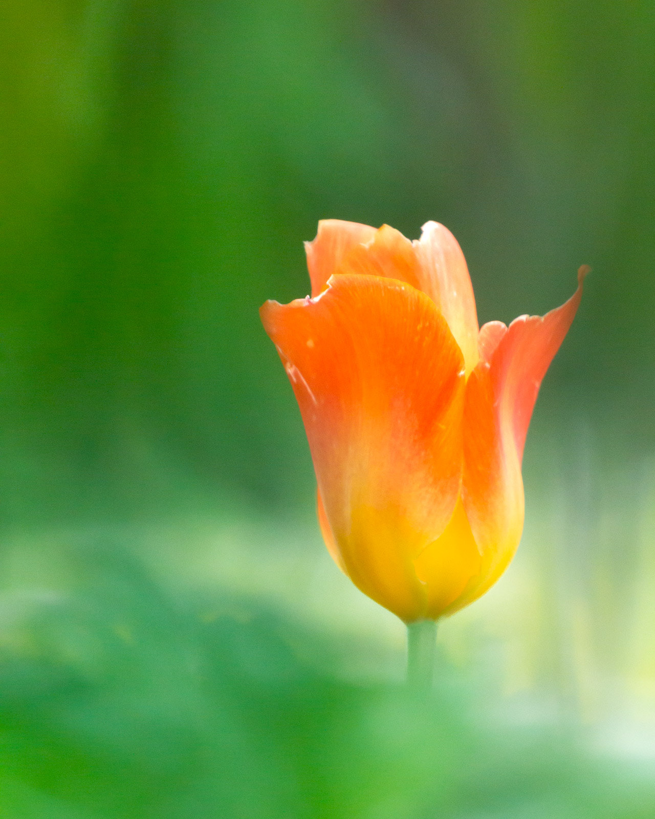 15 April 22: Tulip