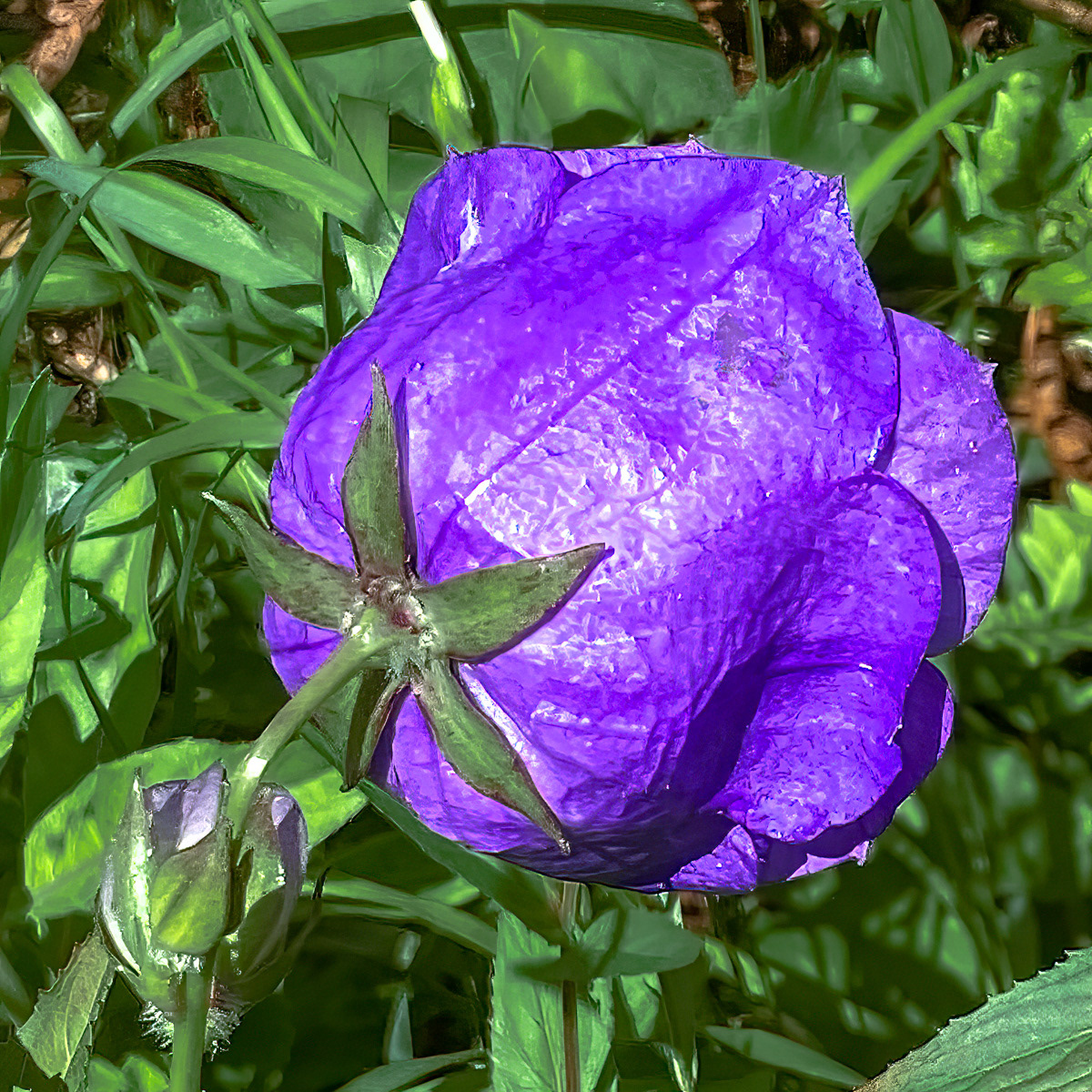 Peached leaved Bellflower