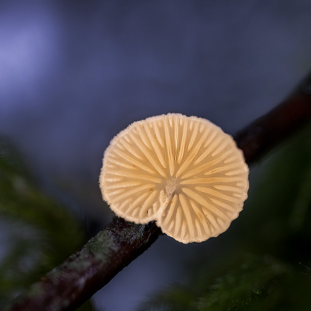 15 Oct 24: Castle Dyke Woods, Devon