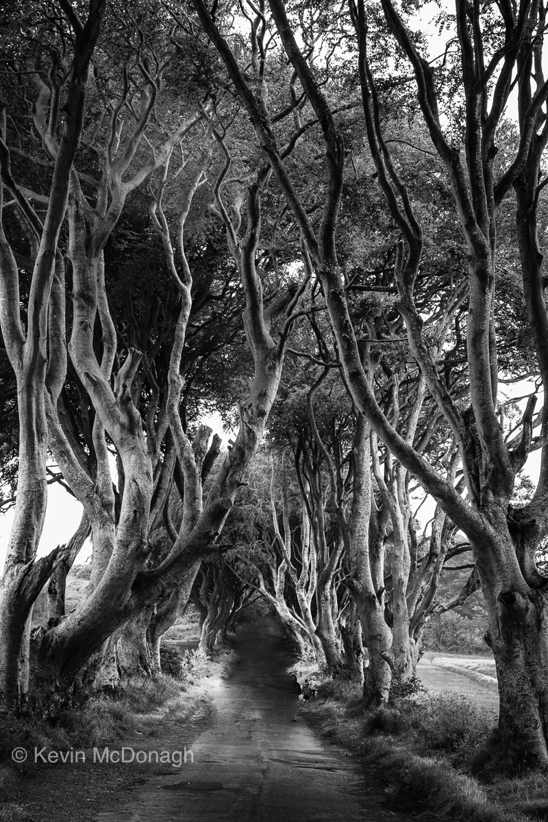The Dark Hedges, Northern Ireland