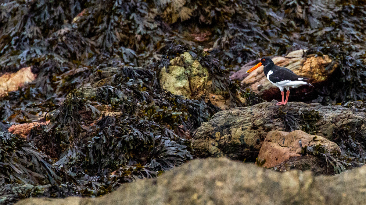 9th October: Oystercatcher