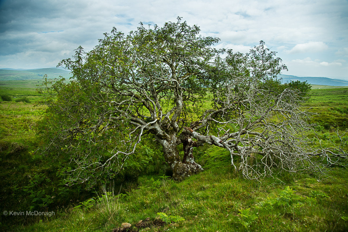 3 July 21: Moutain Ash above Venford Resevoir, Dartmoor