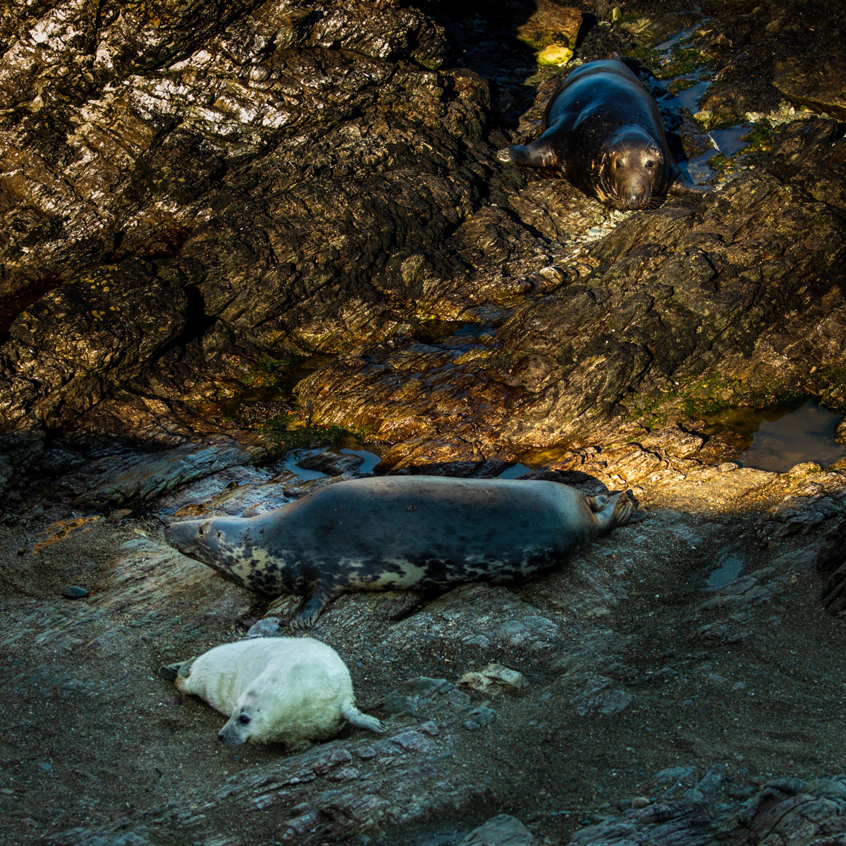 15th Oct: Image 5 - mum keeps an eye out on the male who continues to advance up the beach