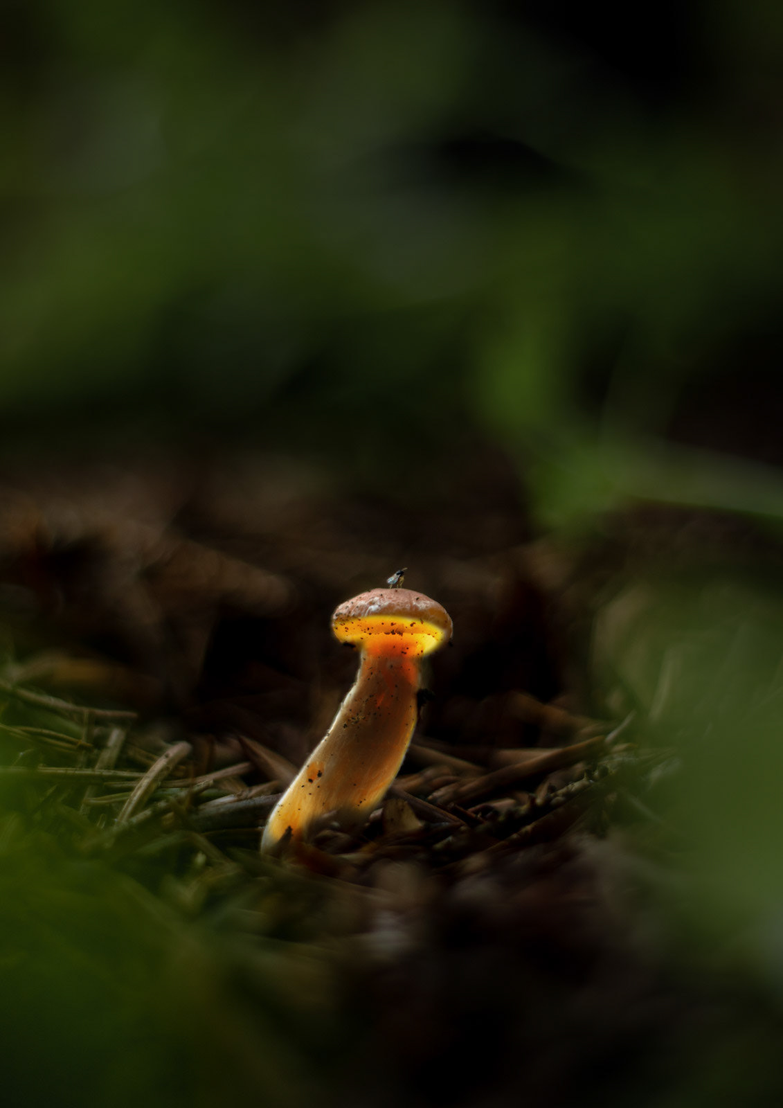 13th Oct: Glowing Mushroom