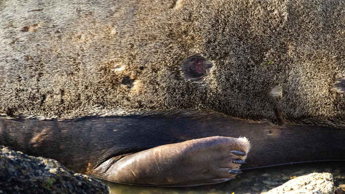 10th Oct:  Study of Seal Claw at Seaweed Cove
