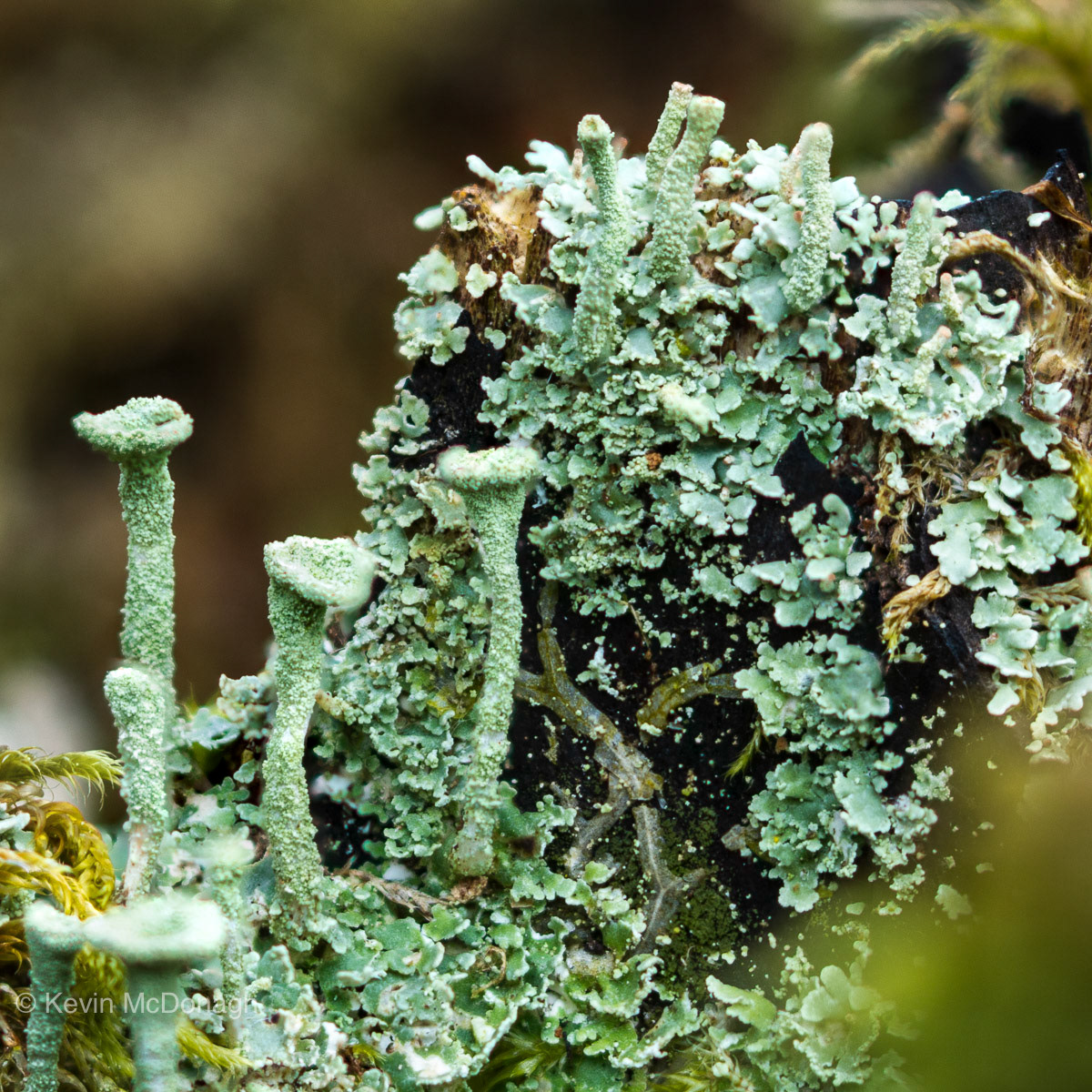 Trumpet Lichen, Ideford Common, Devon