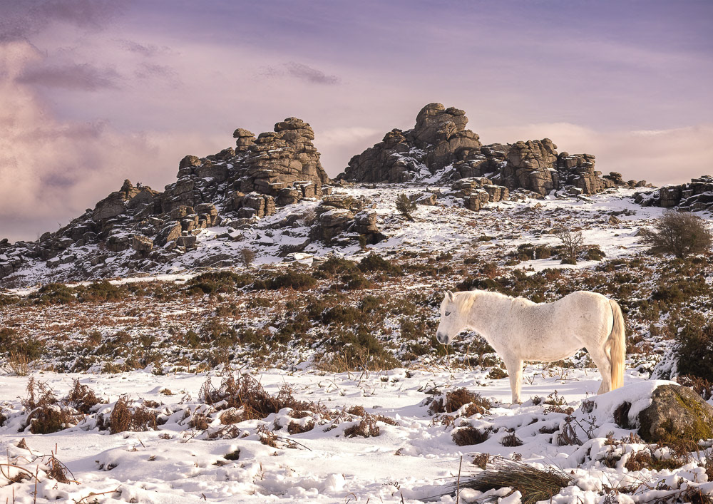 24 Nov 2024: Dartmoor Pony at Houndtor