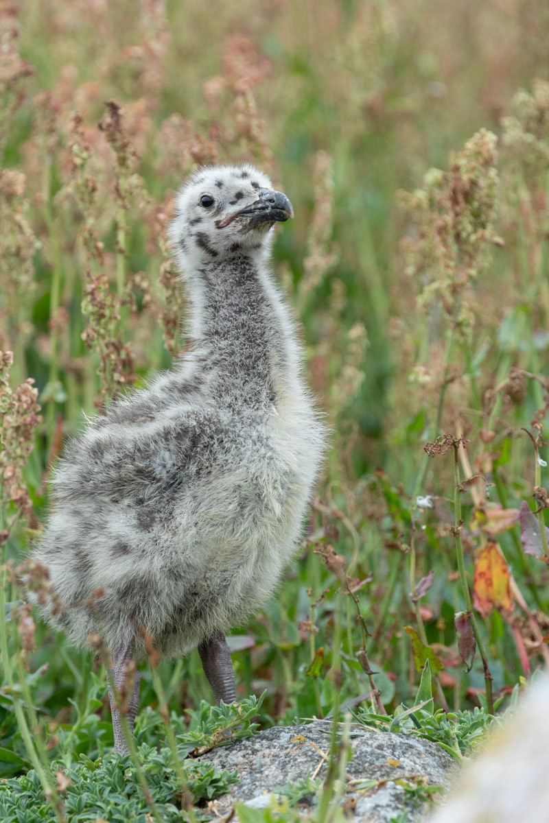 13th June 22: Saltee Islands - Blackbacked Gull chick
