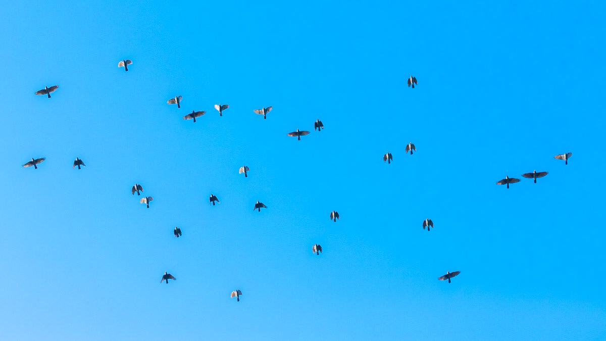 16th Oct: A flock of migrating Skylarks