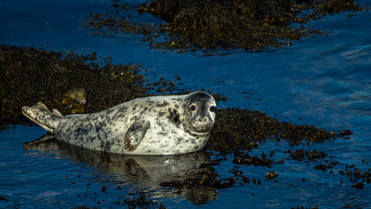 15th Oct: Seal pup Portrait