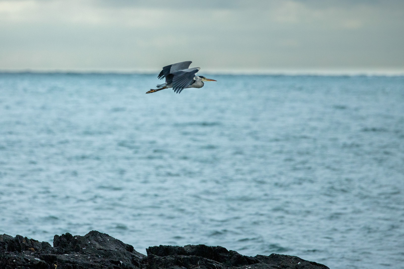 12th Oct: Grey Heron