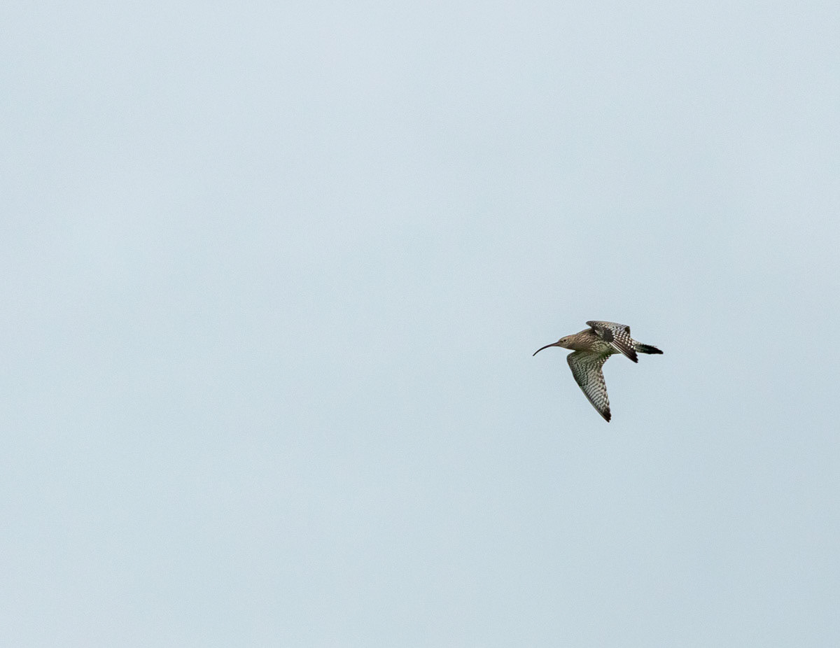 9th Oct: Curlew