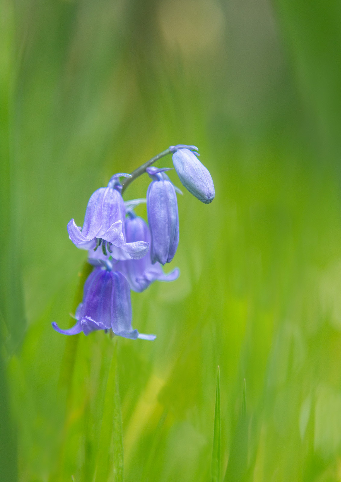 Bluebells