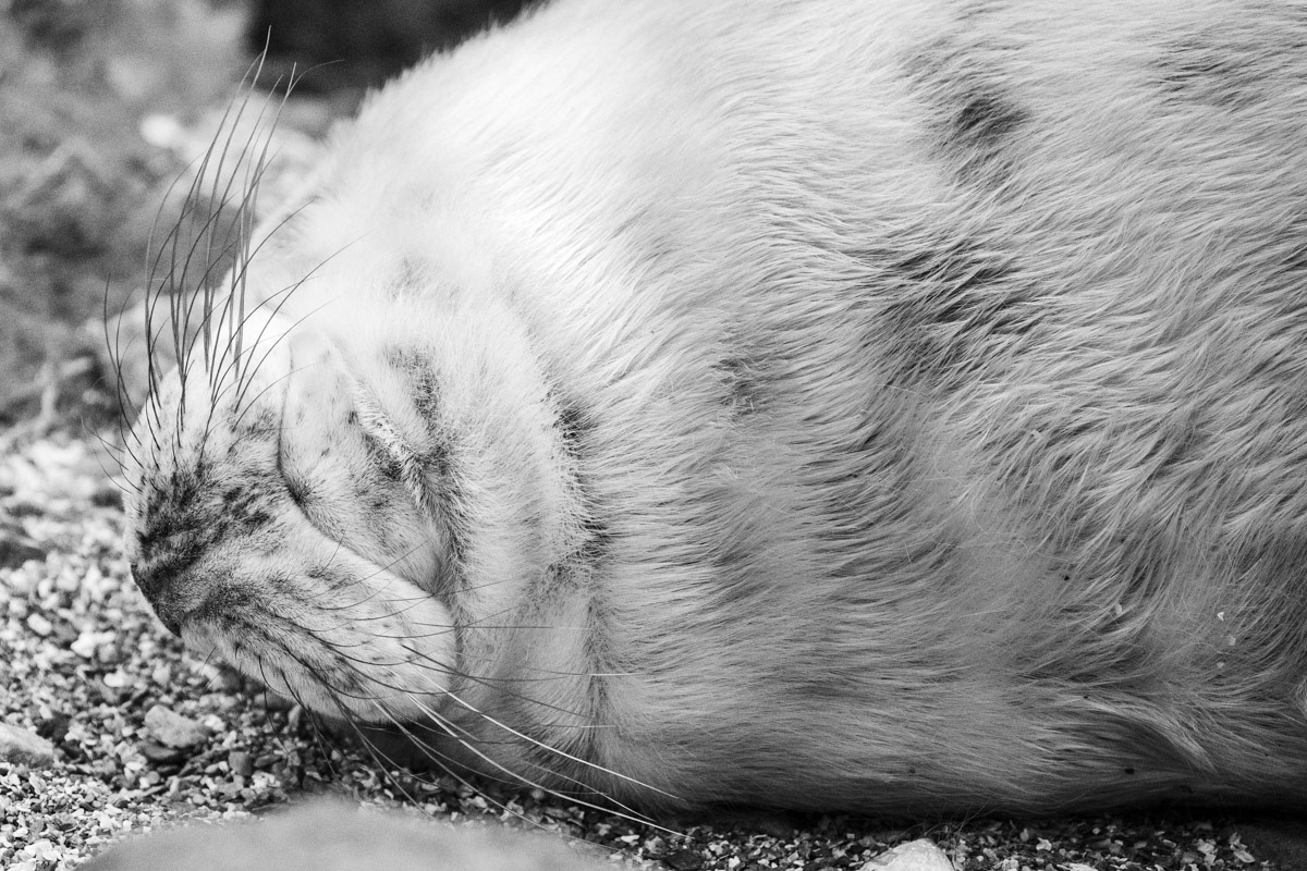 14th Oct: Snoozing the afternoon away at Solfach