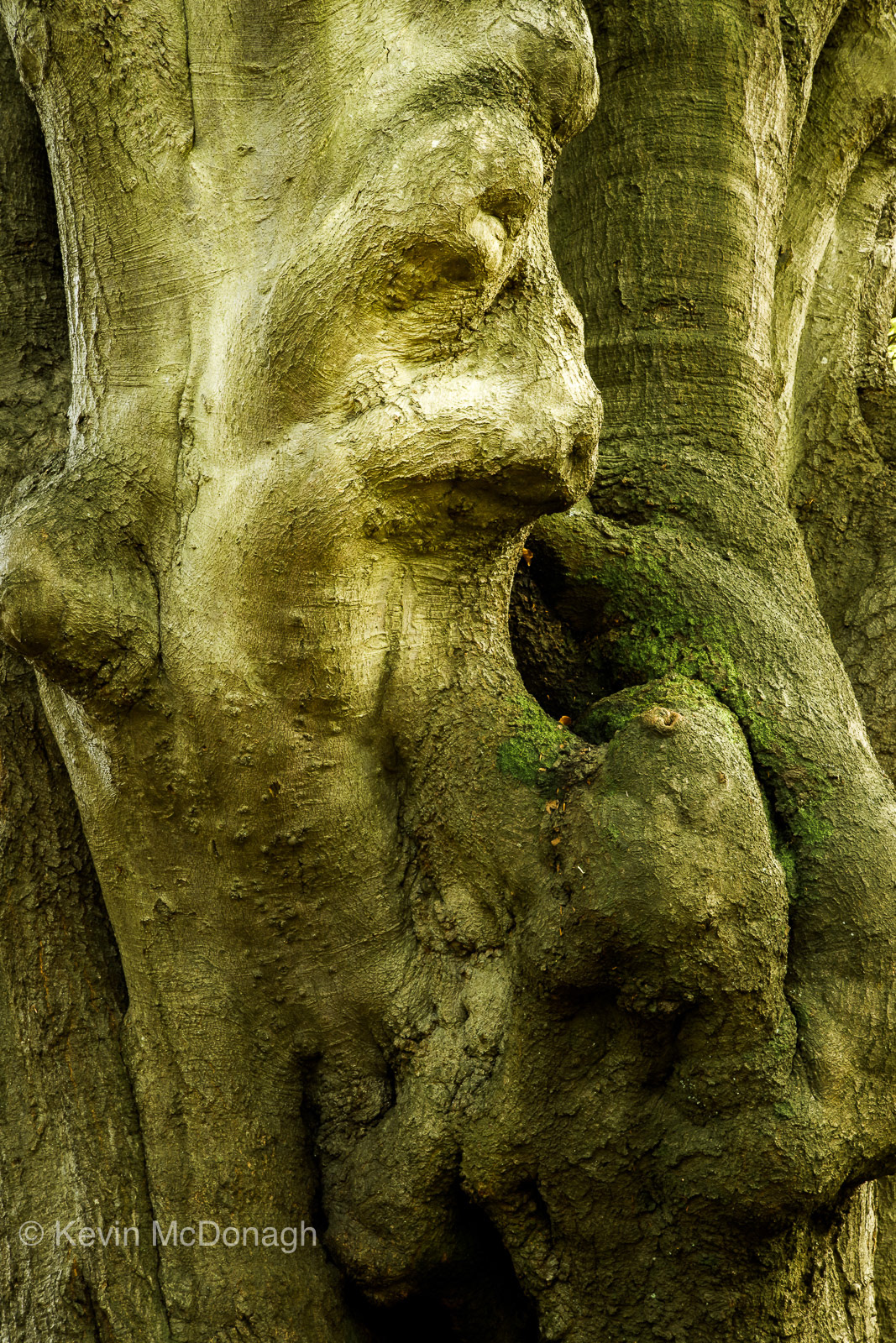 25 August 2020: Veteran Beech, Savernake Forest, Wiltshire